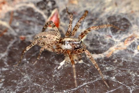 Grass Spider Grass Spider Agelenidae Raleigh Nc Usa Matt