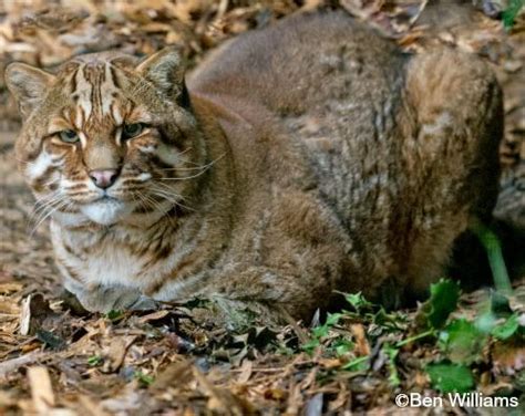 Asian golden cat's physical appearance is strong and stern: Asian Cat - Puppy Dog Gallery