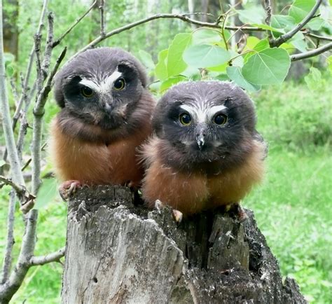 Northern Saw Whet Owl Edmonton Area Land Trust