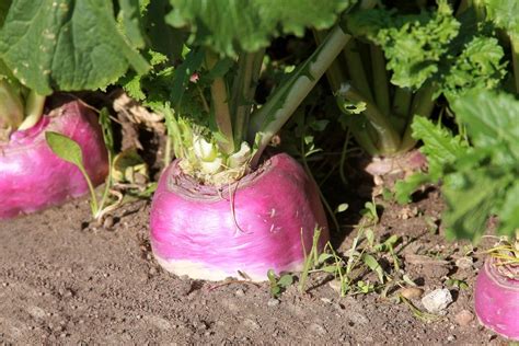 How To Grow Turnips Farmers Almanac Plan Your Day Grow Your Life