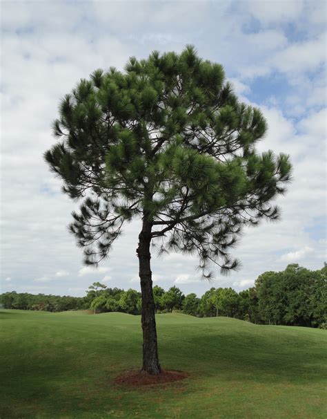 Filetree At Golf Course Wikimedia Commons