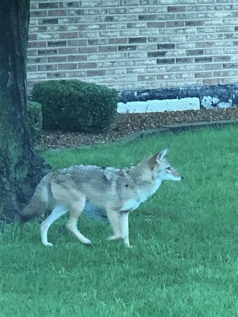 Successful Urban Coyote Management Coyote Management Solutions