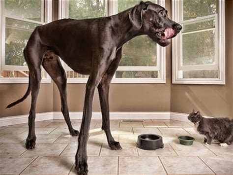 Worlds Tallest Dog Zeus In Pictures Life And Style