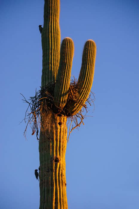 Gila Woodpeckers And Saguaro Cactus Anne Mckinnell