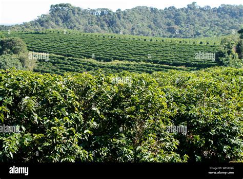 Farm Coffee Plantation In Brazil View Farm With Coffee Plantation