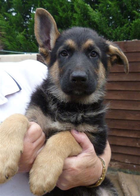 German shepherd puppies require minimal grooming attention, with the occasional bath and brushing. Top Quality Male German Shepherd Puppy For Sale | Loughborough, Leicestershire | Pets4Homes