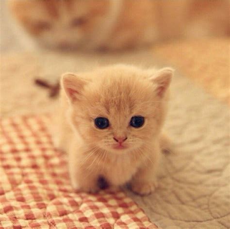 Pin By Sakshi Gade On Cats Kittens Cutest Cute Animals Cute Cats
