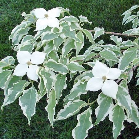 'wolf eyes' has green and white variegated leaves during its main season and turns pink in the fall. Wolf Eyes Variegated Kousa Dogwood in 2020 | Kousa dogwood ...