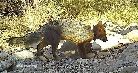 Friends Of The Island Fox Celebrating The Successful Recovery Of The