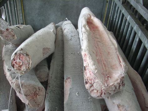 t͡ʃirə'bɔn, formerly rendered cheribon or chirebon in english) is a port city on the northern coast of the indonesian island of java. Blue Shark - Chun Cheng Fishery Enterprise Pte Ltd