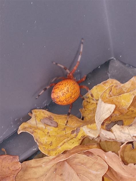 Found This On My Floor In Northeast Ohio What Kind Of Spider Is This