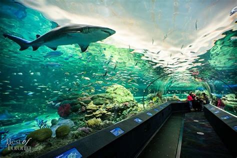 Ripleys Aquarium Of Canada Toronto Aggiornato 2020 Tutto Quello