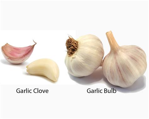 I probably wouldn't include that particular clove in my recipe if i were you. Garlic Clove vs Bulb | Garlic, Garlic bulb, Garlic cloves
