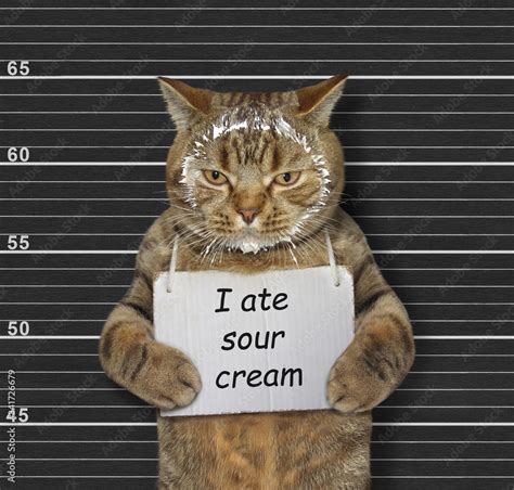 The Beige Naughty Cat Was Arrested He Has A Sign Around Its Neck That Says I Ate Sour Cream