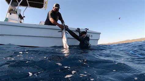 Wahoo Spearfishing In Baja Cabo Spearfishing
