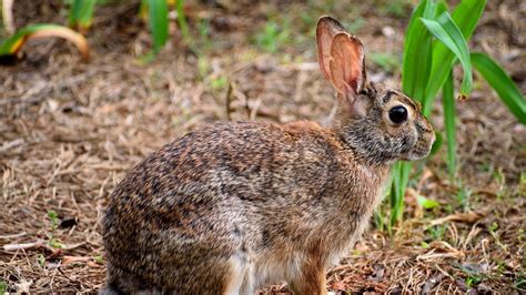 Discover more posts about gato, dibujo, and conejo. El conejo, declarado especie en peligro de extinción por ...