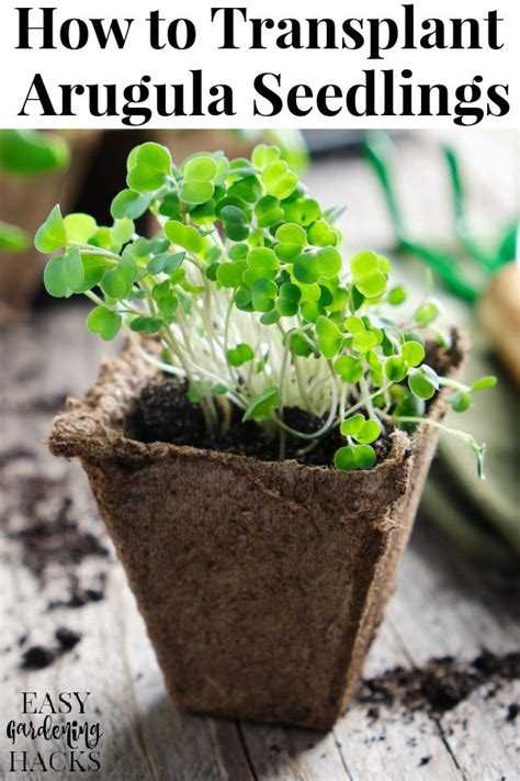 How To Transplant Arugula Seedlings Easy Gardening Hacks