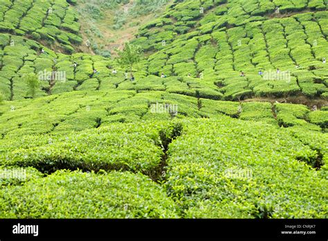 Tea Plantation India Stock Photo Alamy