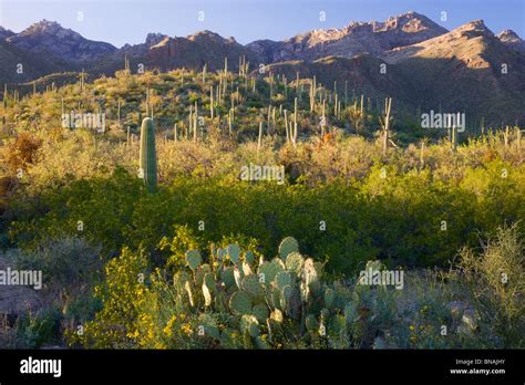 Sabino Canyon Recreation Area Tucson Arizona Stock Photo Alamy