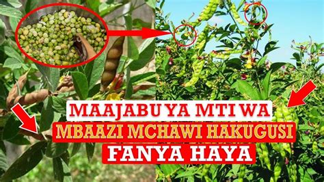 Download Maajabu Ya Mti Wa Mbaazi Mp4 And Mp3 3gp Naijagreenmovies Fzmovies Netnaija