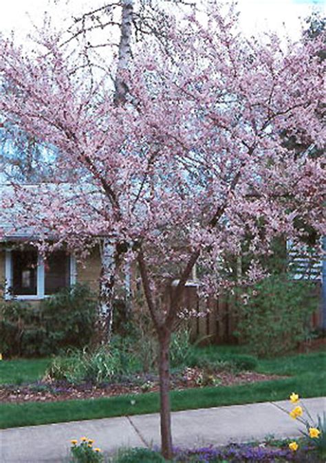 Prunus Newport Landscape Plants Oregon State University