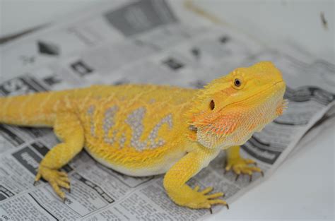 Citrus bearded dragon eris in natural sunlight. Females | Carolina Classic Dragons | Bearded dragon care ...