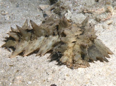 This page provides all possible translations of the word sea cucumber in the malay language. Sea Cucumber (Beche de Mer) Wallpaper
