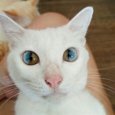 Through Golden Eyes This Cats Eyes Have A Whole Universe Inside