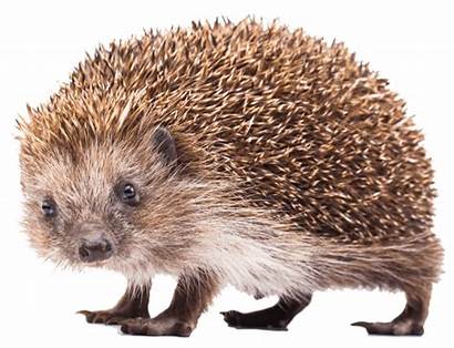 Hedgehogs Hedgehog Ringworm Freshfields Diseases Animal Eat