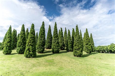 Pine Trees Stock Photo Image Of Tree Spruce Outdoor 77843720