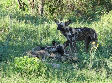 The Perfect Place To Stay In Madikwe Game Reserve Thakadu River Camp