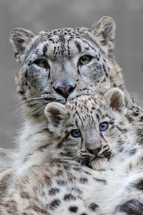 Snow Leopard Catsbig Cats