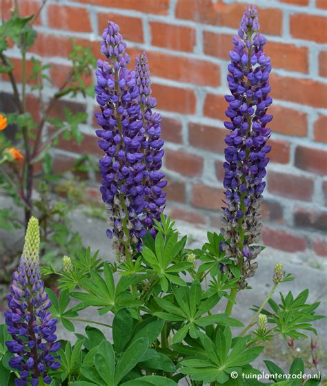 Learn how to grow and care for them. Vaste lupine "Russell Hybride" - Venema Zaden