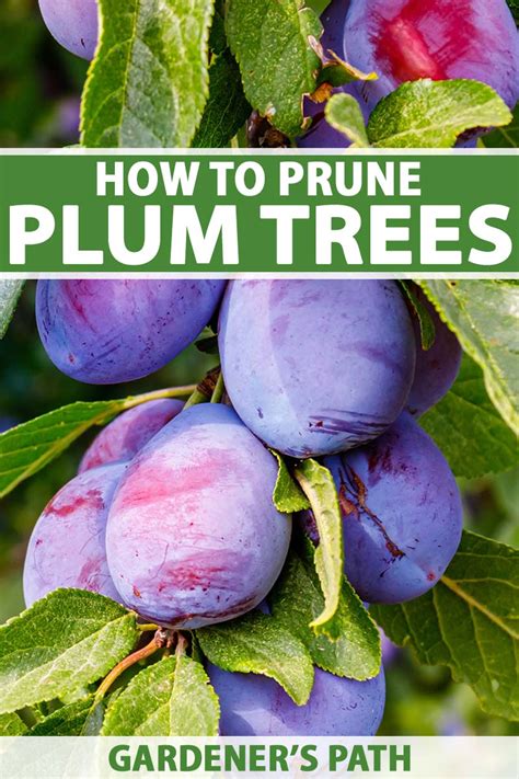 When And How To Prune Plum Trees Gardeners Path