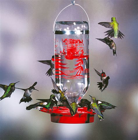 Best 1 Hummingbird Feeder 32 Oz Chirp Nature Center