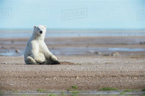 Polar Bear Ursus Maritimus Sitting Down In The Sand Hudson Bay