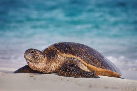 5 Fakta Tentang Penyu Reptil Laut Yang Eksitensinya Terancam