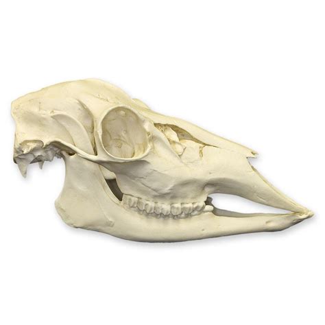 Replica Whitetail Deer Skull For Salein Skulls Unlimited