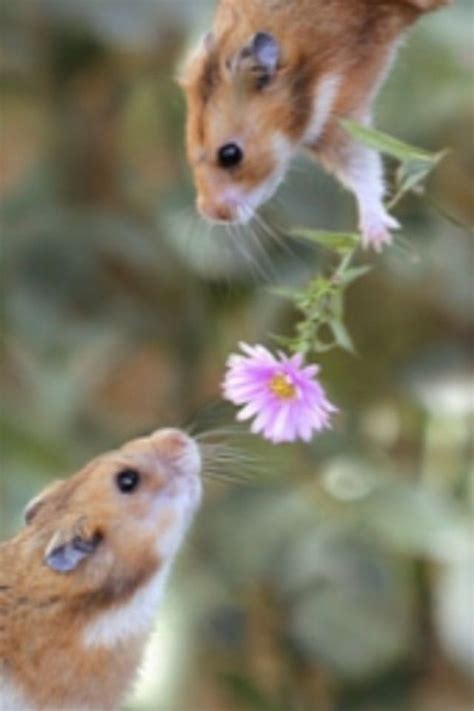 Herbs safe for hamsters to eat. How sweet! | Cute hamsters, Cutest animals on earth ...