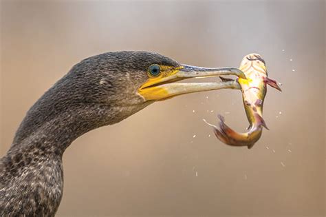 Bird Eating Fish