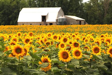 Sunflower Field And Barn Smithsonian Photo Contest Smithsonian Magazine