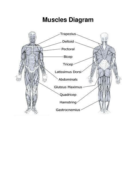 Printable Muscle Anatomy Worksheet Free Printable Templates