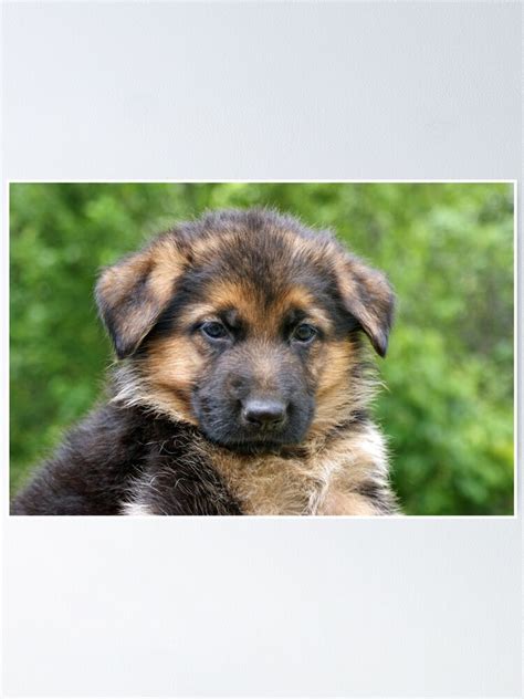 Black And Tan German Shepherd Puppy Poster For Sale By Sandyk Redbubble