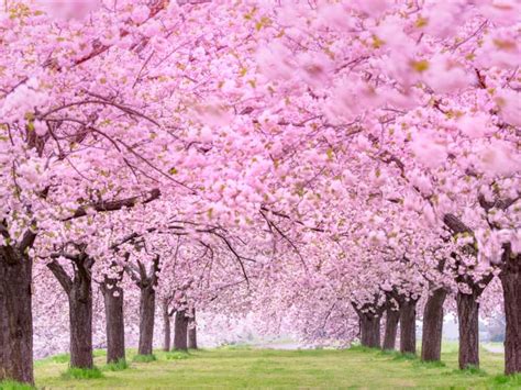 Gambar Wallpaper Pemandangan Bunga Sakura