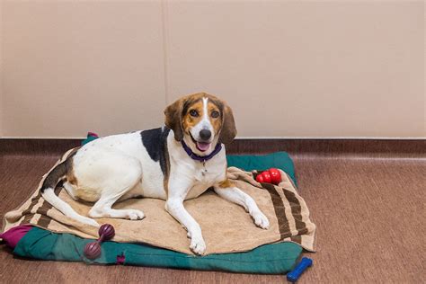 To The Rescue Wisconsin Humane Society Door County Campus Welcomes 25