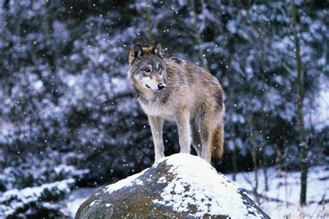 Everything You Need To Know About Americas Rewilding Of The Gray Wolf