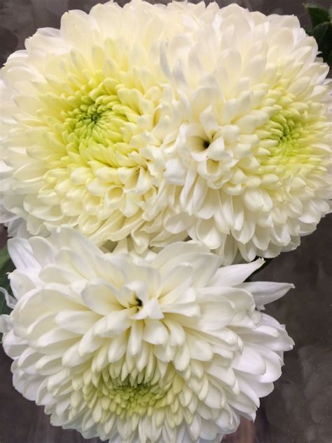Check spelling or type a new query. White disbud button mums | White flowers, All flowers ...