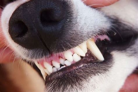 How Many Teeth Do Dogs Have Pets And Mindful Animal Owners