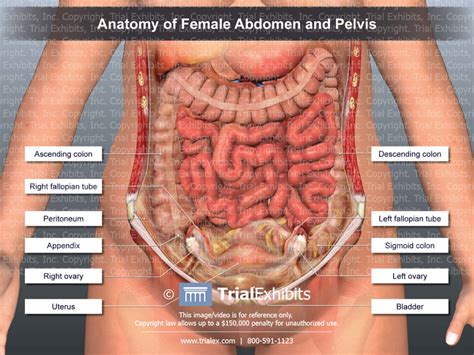 This medical exhibit diagram illustrates the anatomy of the female abdomen and pelvis from an. Anatomy of Female Abdomen and Pelvis | Trial Exhibits, Inc.