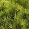 PlantFiles Pictures Pinus Species Bog Pine Creeping Pine Mugho Pine